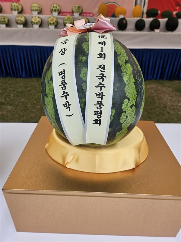경남 함안군 제1회 전국 수박 품평회에서 금상을 수상한 수박