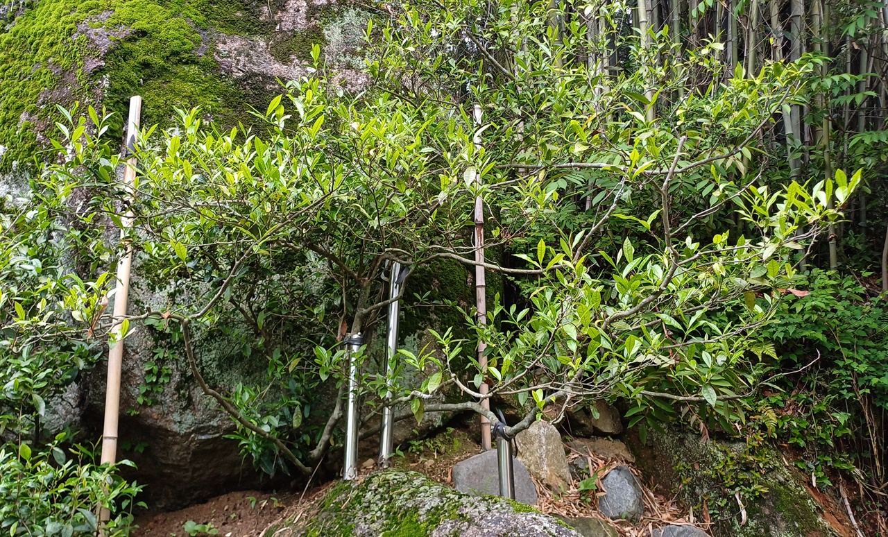 바위 틈에서 400여 년을 산 차나무. 보성차의 역사를 짐작케 한다.