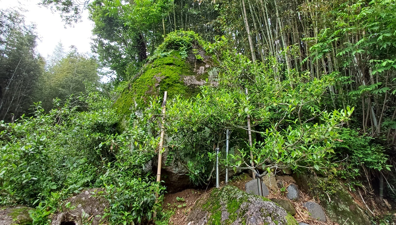바위 틈에서 400여 년을 산 보성 다전마을 차나무. 보성차의 역사를 짐작케 한다.