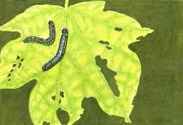 박쥐나무 잎을 먹는 왕갈고리나방애벌레. 정부희 박사가 제주도에서 채집 후 색연필로 그린 그림이다.
