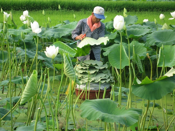  연재배