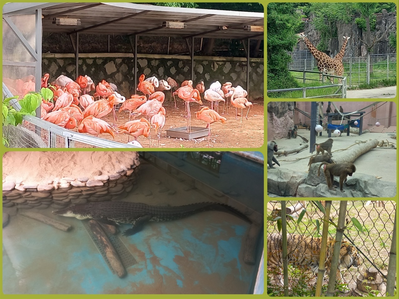 서울동물원에 사는 홍학, 악어, 기린, 원숭이, 호랑이
