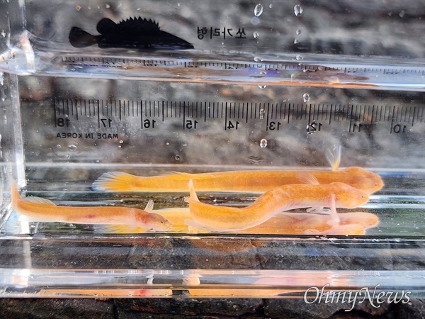 경남 거제에서 발견된 희귀종 주홍미끈망둑.