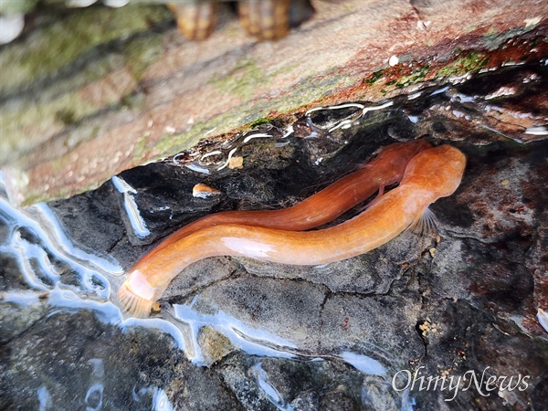 경남 거제에서 발견된 희귀종 주홍미끈망둑.