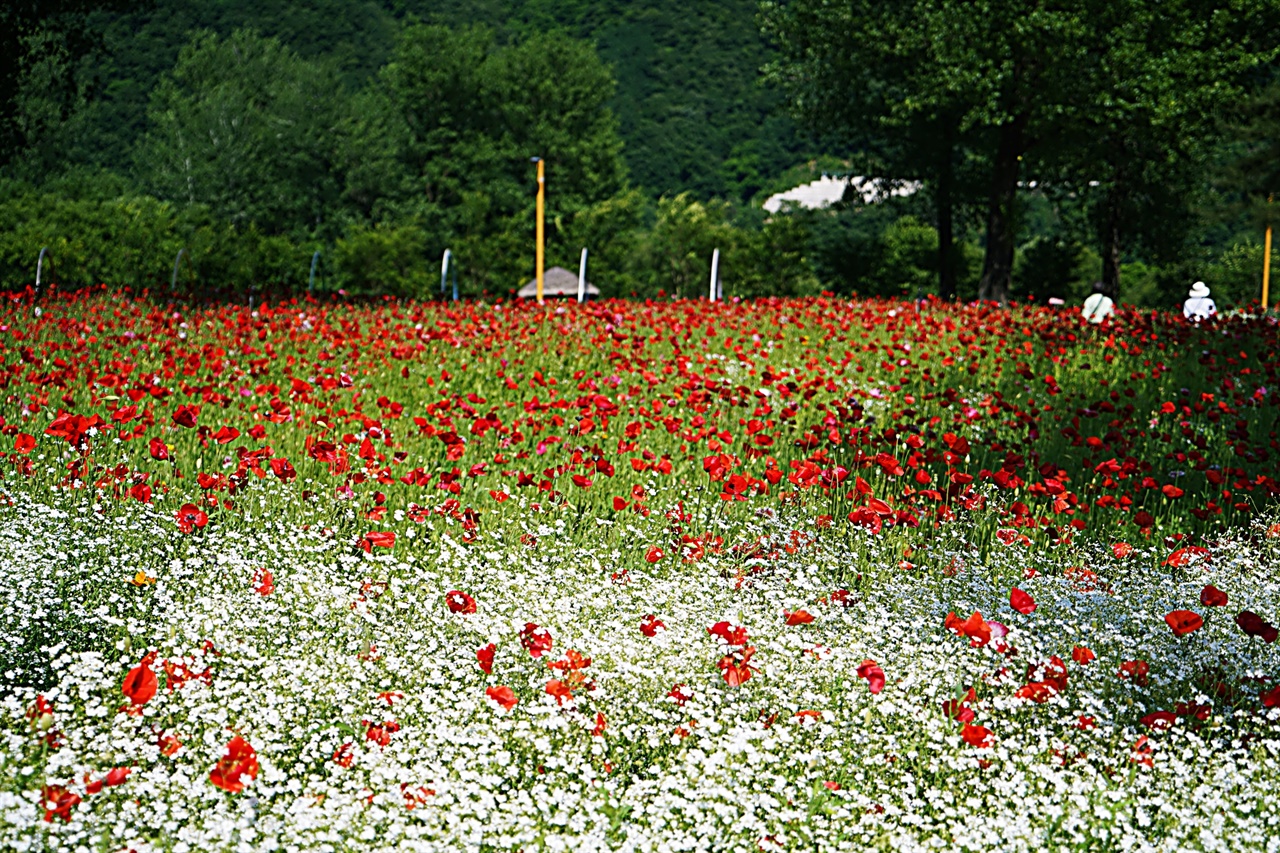 하얀 안개꽃과 빨간 꽃 양귀비가 잘 어울린다.