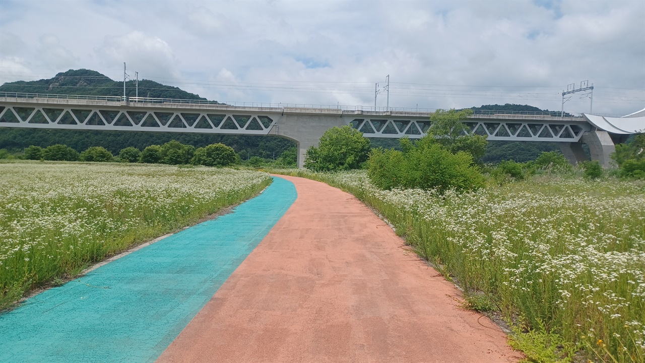 낙동강 강변 자전거 도로 주변에 개망초 꽃이 활짝 피었다.