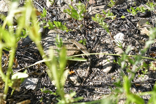낙동강 해평습지(고아습지)에서 만난 표범장지뱀