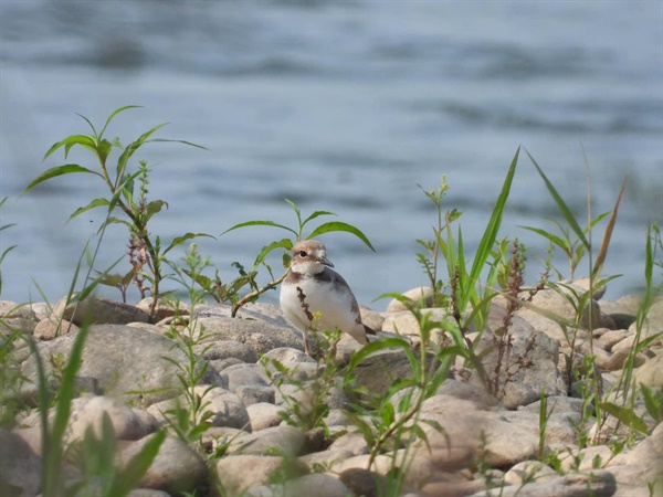 천막농성장 앞 금강변에서 만난 흰목물떼새 