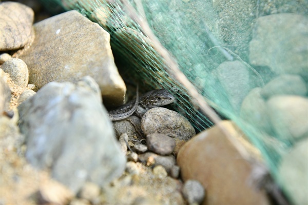 표범장지뱀 한 마리가 포획망 앞에 숨어들었다. 