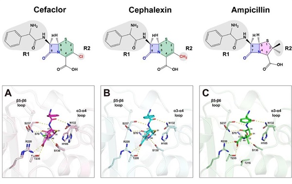 cefaclor, cephalexin, ampicillin 항생제 3종의 화학식(상단)과, 해당 항생제가 CESS-1 효소와 반응하는 모습(하단)이다. 화학식과 모식도는 서로 다른 항생제들과 결합하는 CESS-1 효소의 구조적 특징을 잘 보여준다.