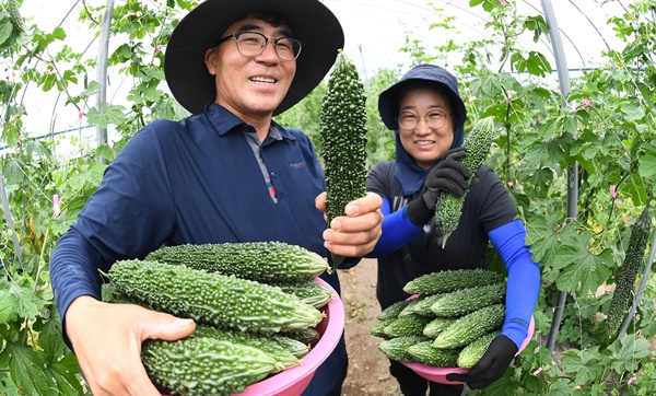  거창군, 먹는 인슐린 ‘여주’ 수확