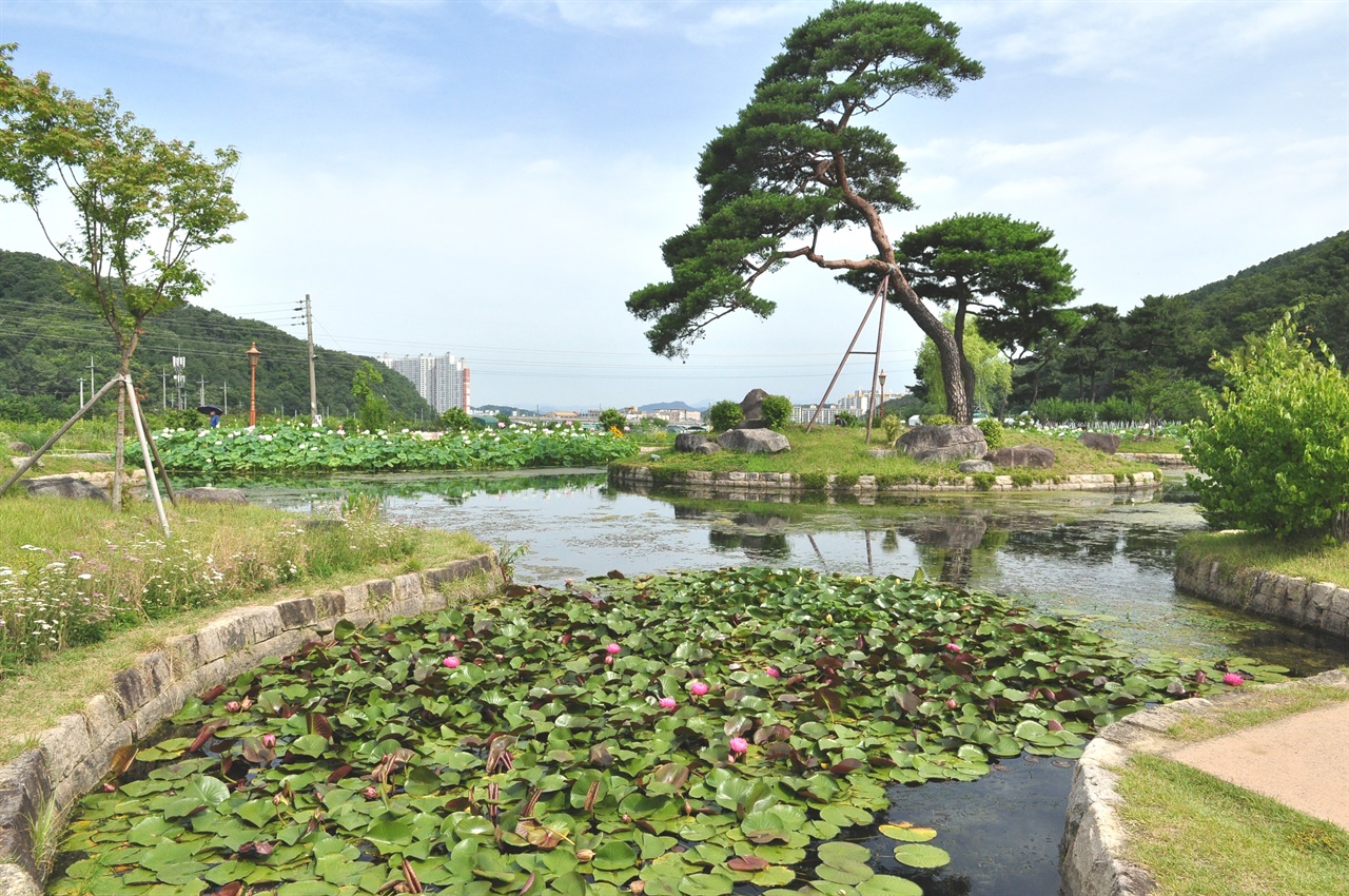 마을앞 연못인 인흥원에는 수련과 백연, 홍련이 꽃잎을 열었다.
