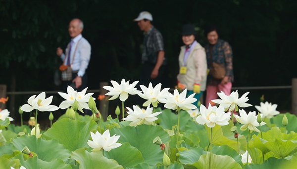  상림공원 백연