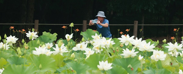  상림공원 백연