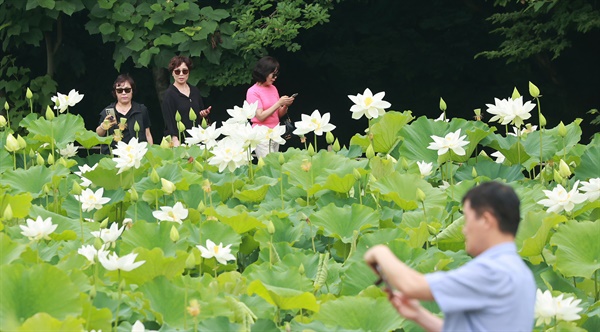  상림공원 백연