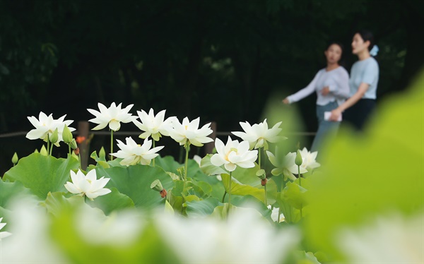  상림공원 백연