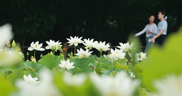  상림공원 백연