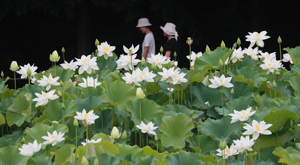  상림공원 백연