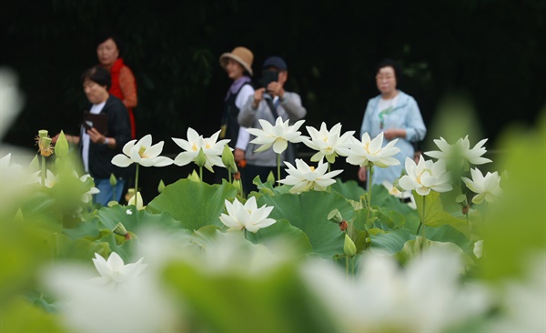  상림공원 백연