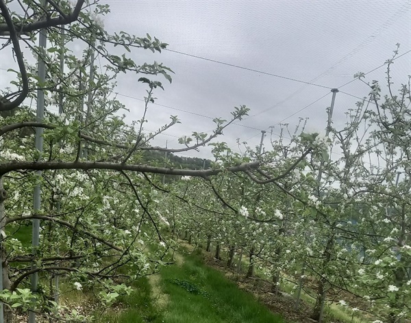 충남 부여군 내산면 월명산 자락의 사과 농장
