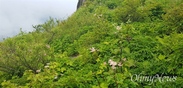  7월 6일 지리산 천왕봉 일대 야생화.