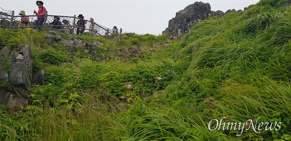  7월 6일 지리산 천왕봉 일대 야생화.