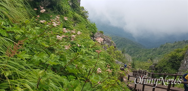  7월 6일 지리산 천왕봉 일대 야생화.