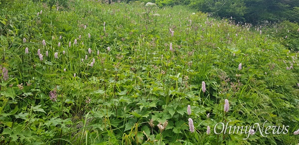  7월 6일 지리산 천왕봉 일대 야생화.