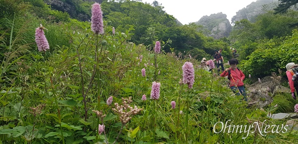  7월 6일 지리산 천왕봉 일대 야생화.