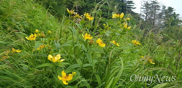  7월 6일 지리산 천왕봉 일대 야생화.