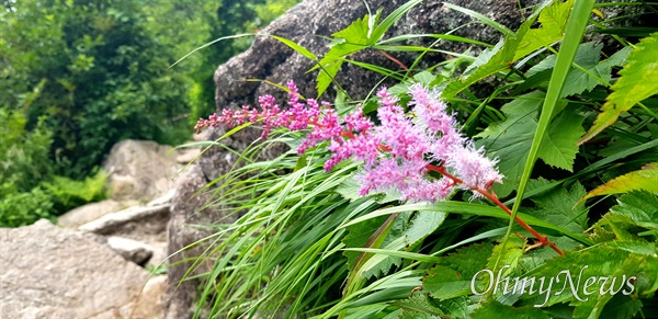  7월 6일 지리산 천왕봉 일대 야생화.