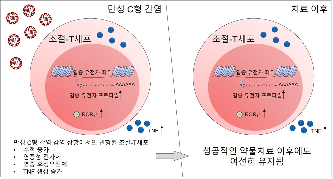 만성 C형 간염 환자의 항바이러스제 약물치료 이후에도 조절 T세포에 염증성 흔적이 남는다는 연구 결과 만성 C형 간염 환자의 말초 혈액에서 조절 T세포의 수적 증가가 나타난다. 이러한 증가는 치료 이후에도 지속됨을 확인하였다. 조절 T세포는 만성 C형 간염 환자의 전사체와 후성유전체에서 정상인 대비 증가된 염증성 특성을 가지는 것으로 확인됐다. 이러한 변화는 치료 이후에도 유지됐다. 유전체적 변화로 인하여 만성 C형 간염 환자의 조절 T세포는 염증성 사이토카인인 TNF를 분비할 수 있게 된다.