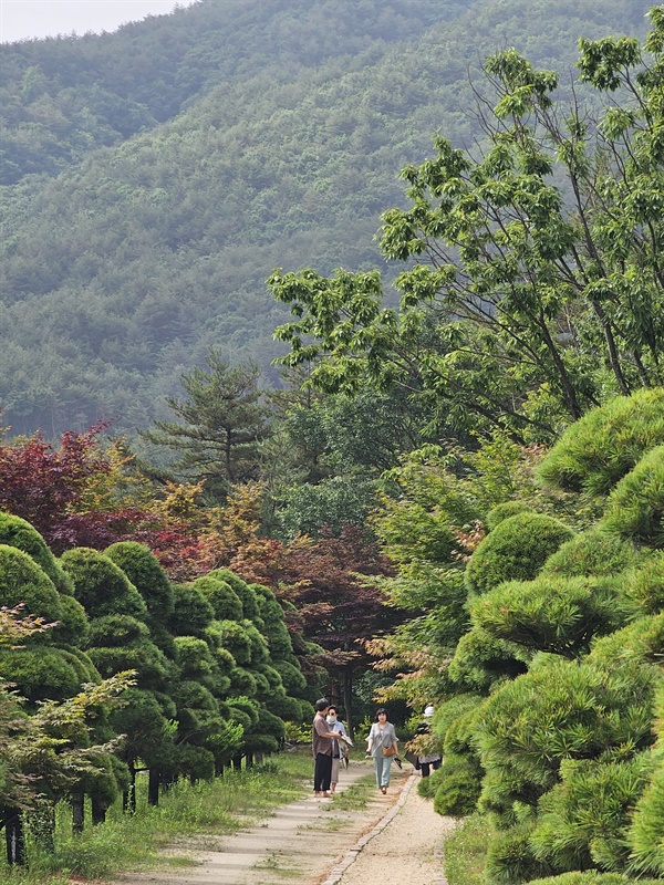 속초척산온천휴야온맨발걷기길 설악산과 울산바위를 바라보며 소나무 숲길을 걷다보면 어느새 건강해지는 듯하다. 