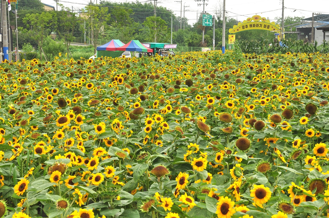  함안 강주마을에 피어있는 해바라기