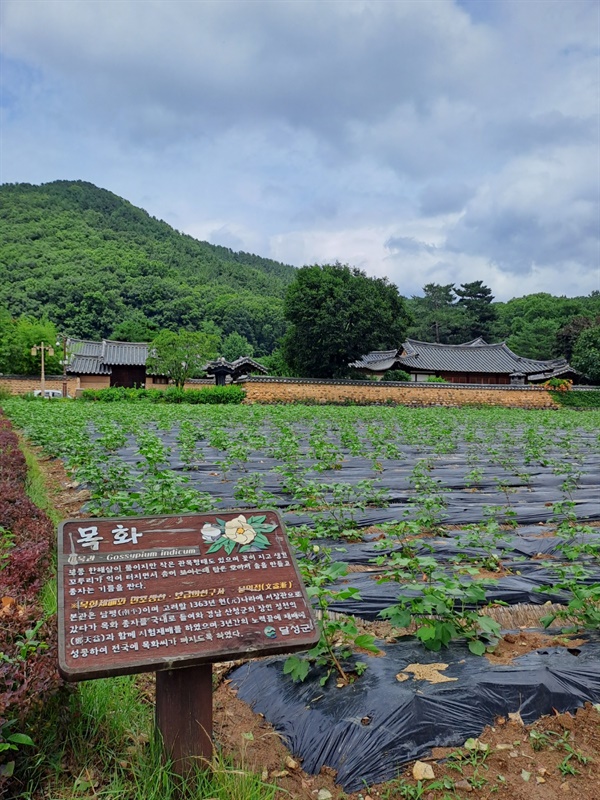 목화밭 문익점이 원나라 사신으로 갔다가 붓통에 숨겨 가지고 와서 실험 재배 후 우리나라 전역에 재배 하도록 했다는 목화