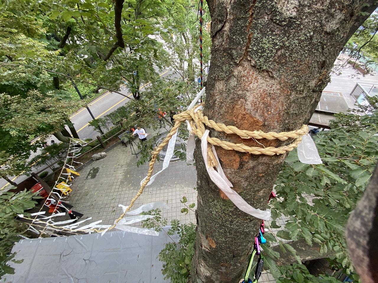  남산 곤돌라 상부 승강장 예정지에 위치한 느티나무에 금줄이 둘러져 있다.