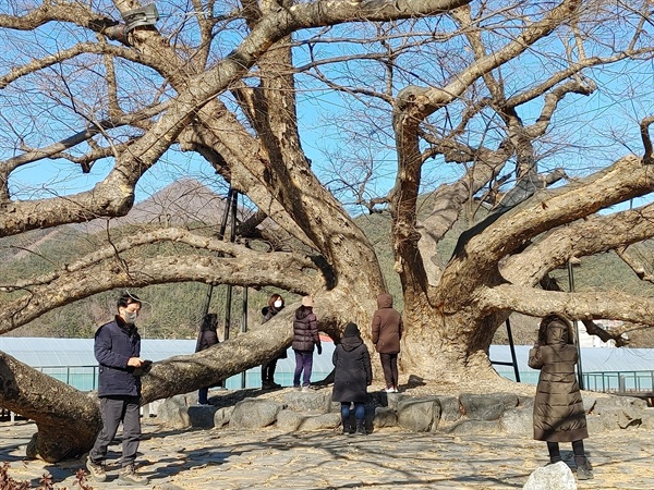  의령 신포리 느티나무