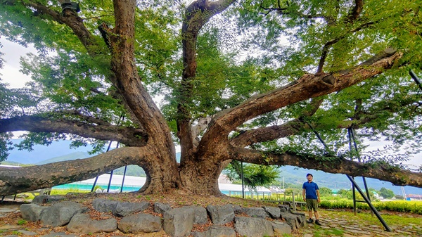  의령 신포리 느티나무