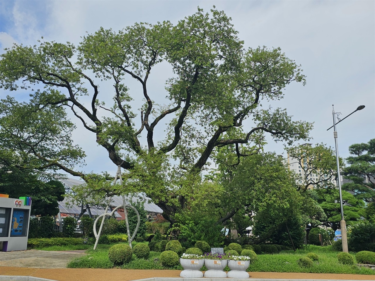  서산시청 입구에 있는 보호수로서 이 왕버들의 수령은 300년 이상으로 시청을 찾는 많은 이들에게 쉼터를 제공해 주고 있다. 