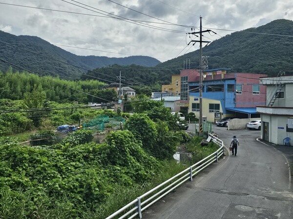  지난 26일 오후 창원 마산합포구 구산면 수정만 매립지에 수풀과 잡목이 잔뜩 우거져 있다. /최석환 기자