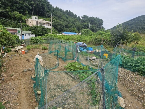  수정마을 일부 주민이 창원 마산합포구 구산면 수정만 매립지에 허가 없이 무단으로 밭을 일궈놨다. /최석환 기자