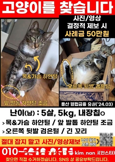  김씨가 잃어버린 고양이 '난이'의 실종 전단지. 