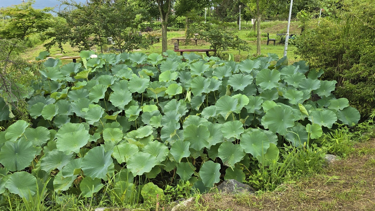 꽃이 없는 연 둠벙 평소 6월 중하순이면 연꽃이 피기 시작합니다. 올해는 7월 하순이 되어서야 연꽃 봉우리 두개가 올라왔고 몇일 후 꽃이 폈습니다.