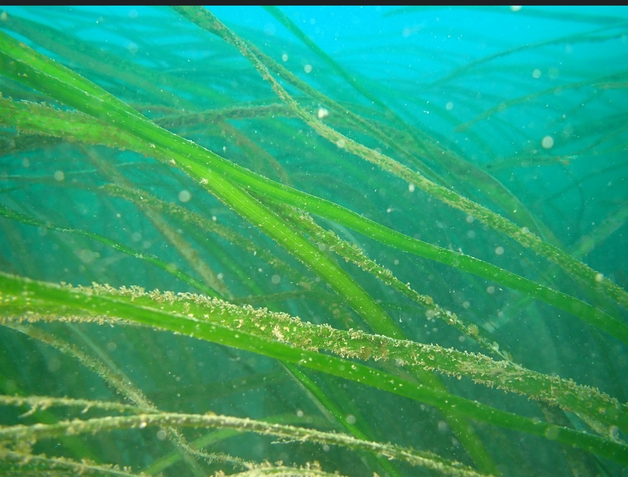 추자도 수거머리말 수거머리말((Z. caulescens)은 거머리말 중에서 가장 키가 큰 종으로, 잎의 길이가 길고 잎의 중앙에 더 밝은 녹색 부분이 있다. 
