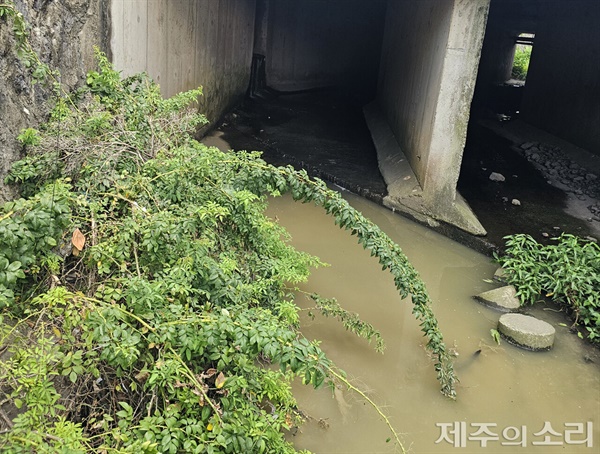  지난 8일 오후 제주시 이호2동 이호천에서는 원인 모를 이유로 오수가 흘러들면서 악취가 풍겼다.