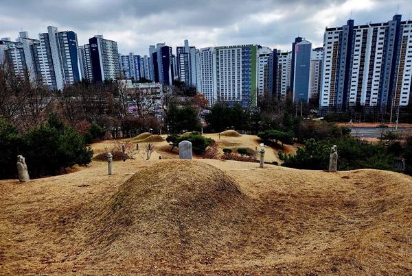  뒤쪽에서 바라본 조광조의 묘. 작은 야산에 조광조 일가 5대의 묘가 함께 있다. 