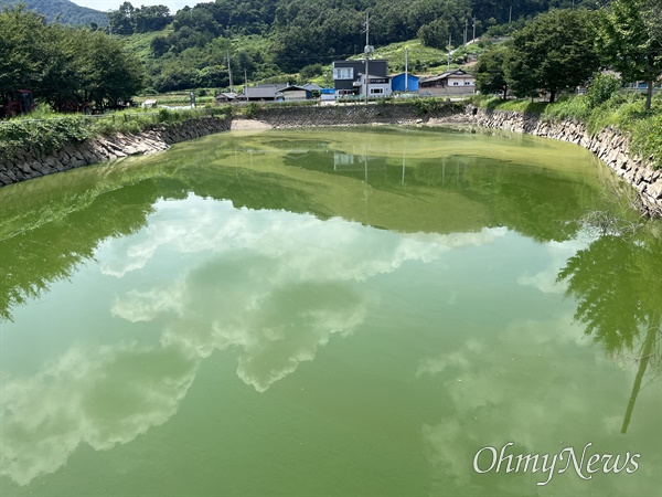  8월 11일 합천창녕보 상류 낙동강 물을 가져와 가둬놓은 합천 학동 소류지에 발생한 녹조.