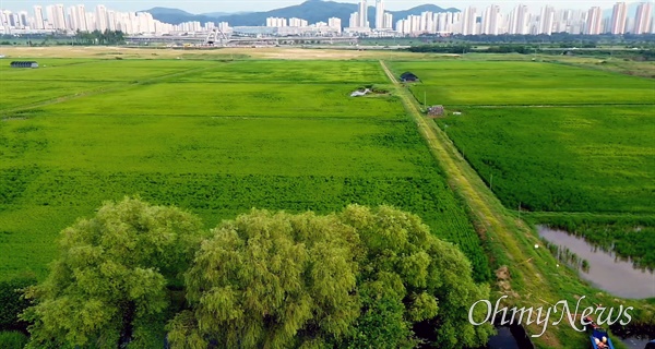  세종시 장남들보전시민모임은 지난 10일 장남들에서 ‘금개구리학교 2교시’를 열었다.