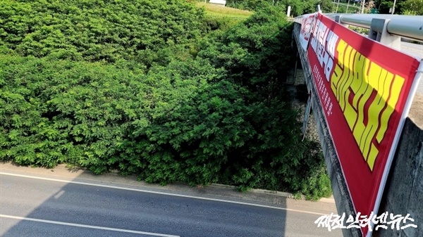  11일 오전 송학면 일원에 내걸린 현수막들.