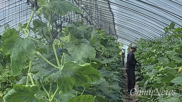  폭염 경보가 내려진 13일 오후, 경기도 포천의 한 농가에서 이주노동자들이 일을 하고 있다.